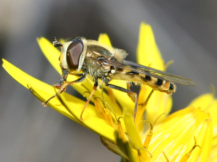 Dittero syirphidae: Eupeodes corollae